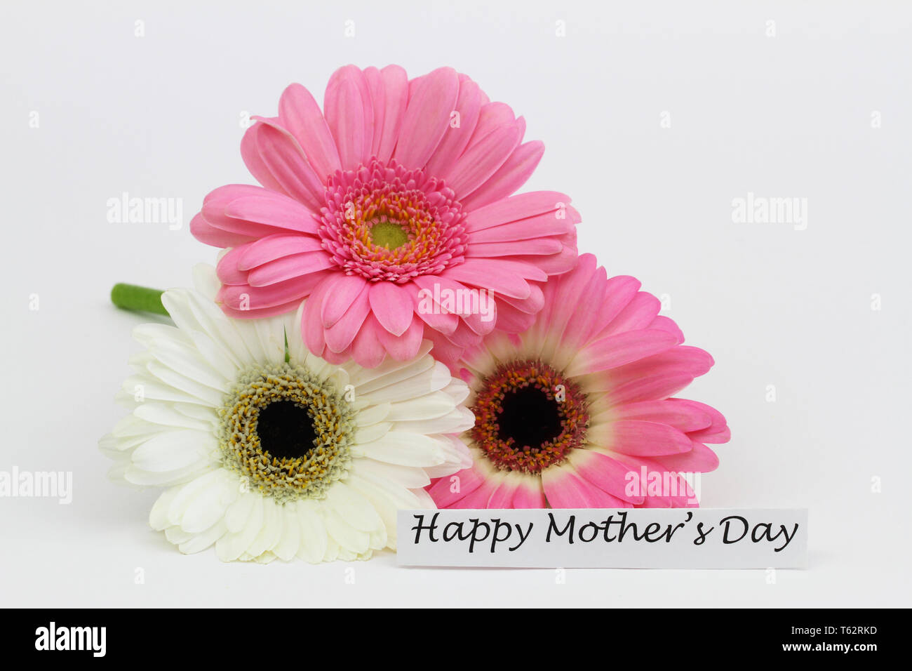 Happy Mothers day card with white and pink gerbera daisies on white background Stock Photo