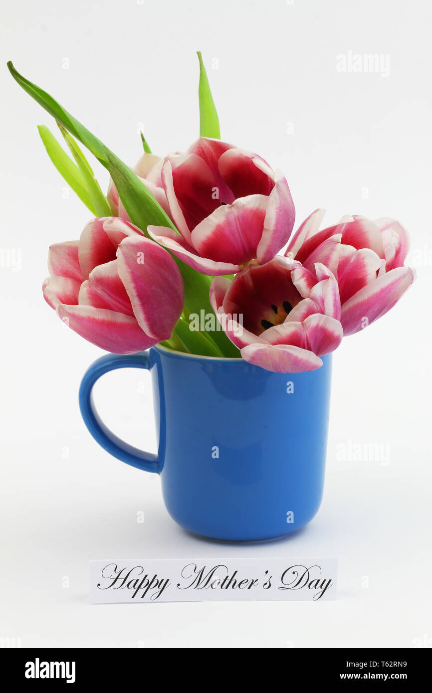Happy Mothers day card with three colorful tulips in blue mug on white background Stock Photo