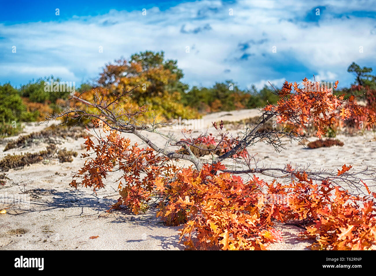 An oak tree in autumn on the sand dunes of the cape cod national seashore in Truro Massachusetts on a sunny blue sky day. Stock Photo