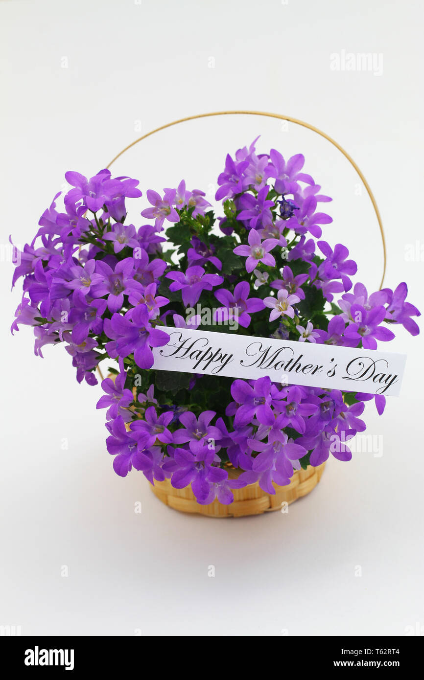 Happy Mothers day card with purple Campanula flowers in wicker flower basket on white background Stock Photo
