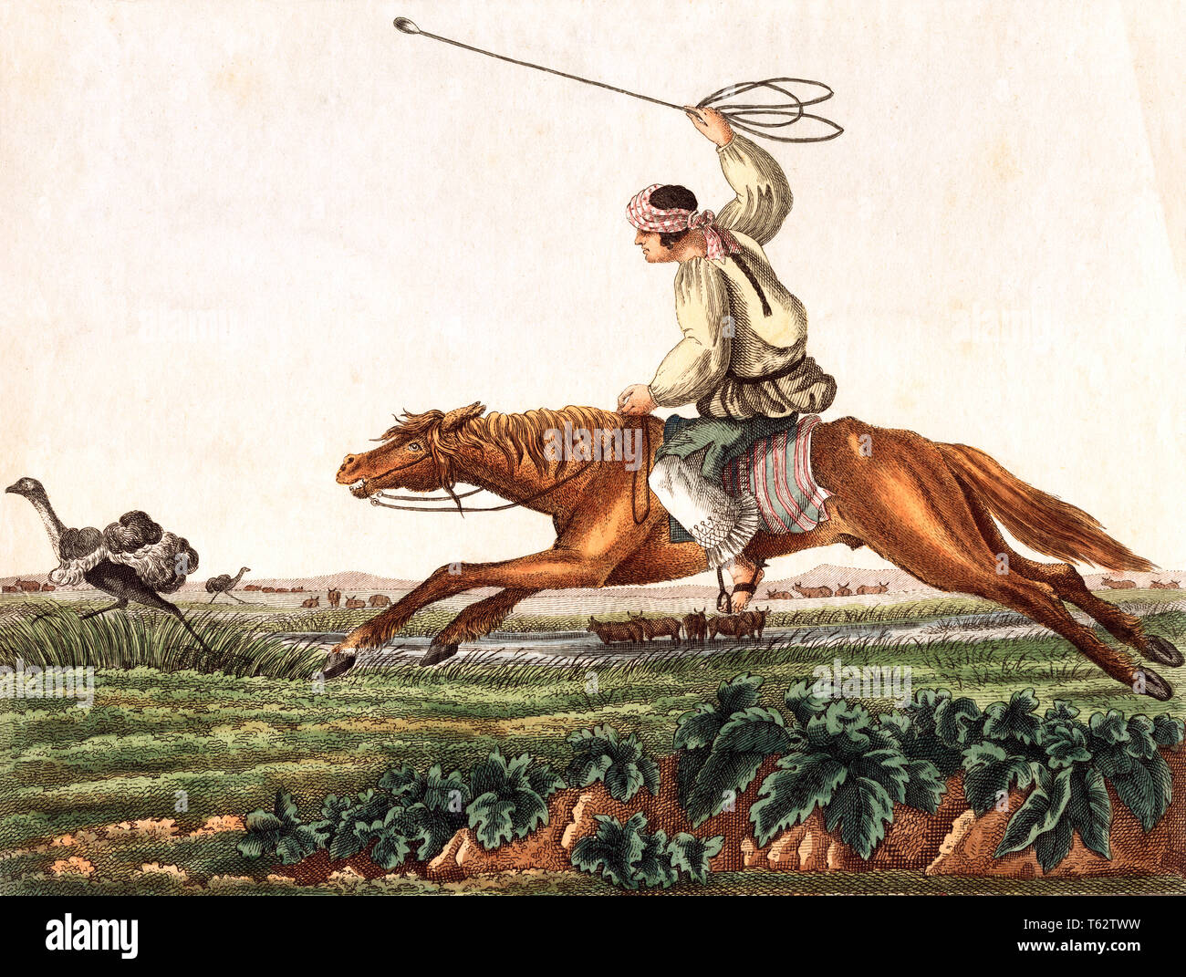 1800s 1850s ARGENTINE GAUCHO HUNTING RHEA SOUTH AMERICAN OSTRICH ON PAMPAS  WITH BOLAS OR SINGLE BOLA PERDIDA - ka9184 CPC001 HARS CONCEPTUAL ARGENTINA  OR 1850s GAUCHO MAMMAL WILDLIFE LATIN AMERICA OLD FASHIONED