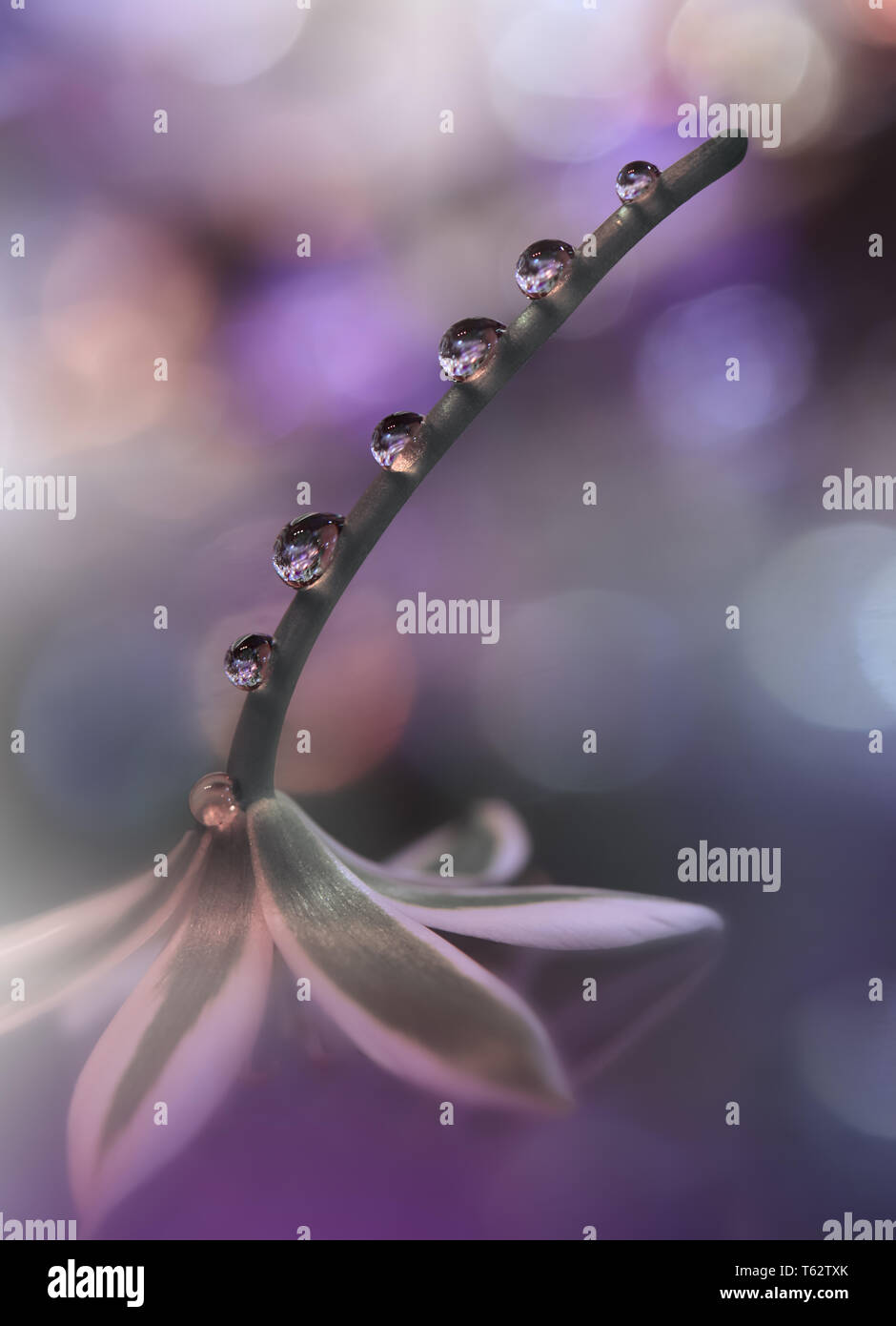 Beautiful Nature Background.Colorful Artistic Wallpaper.Natural Abstract  Macro Photography.Creative Floral Art Design.Violet Color.Water Drop Stock  Photo - Alamy