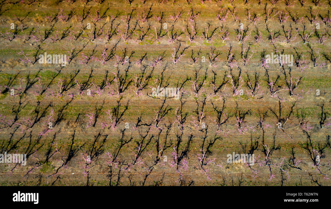 Fruit Tree Line Rows Unusual prospective of tree rows of a farmers fruit orchard Stock Photo ...