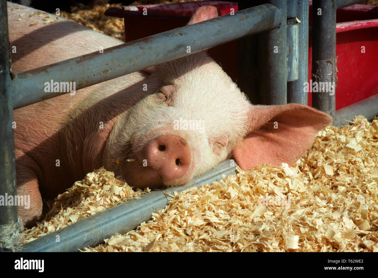 1990s PIG AT COUNTY FAIR SLEEPING WITH HEAD ON METAL FENCE BAR CLOSE-UP - kf36549 LGA001 HARS RELAXED AT COUNTY FAIR ON POLITICS PORK CONCEPTUAL CLOSE-UP NOURISHMENT PIGS FAIRS FENCES HOGS MAMMAL RELAXATION BRUIN OBLIVIOUS OLD FASHIONED URSINE Stock Photo