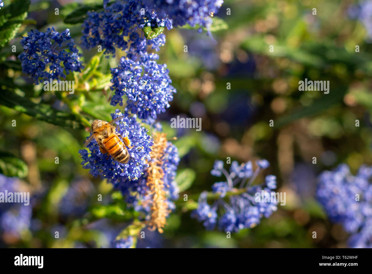 Honeybee collecting pollen on blue wildflowers Stock Photo