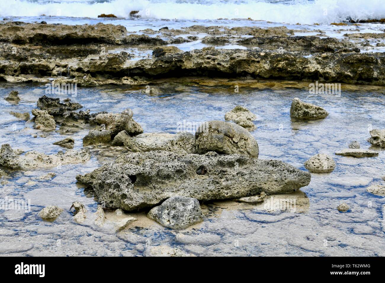 Exposed coral reef on the island of St. Croix, United States Virgin Islands Stock Photo Alamy