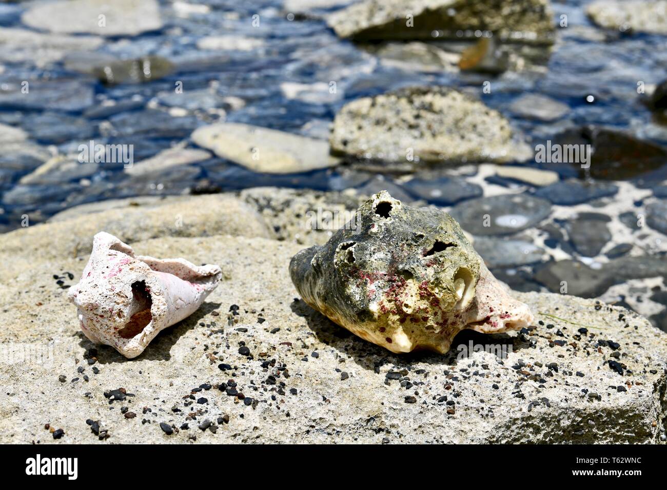 Conch shell st croix hires stock photography and images Alamy
