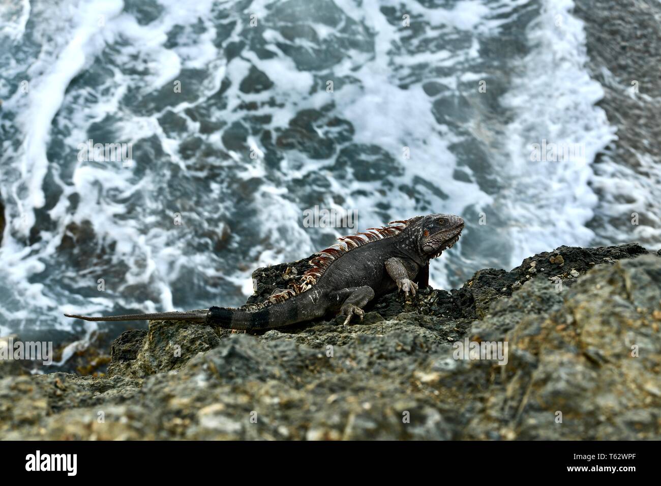 Iguana found on the island of St. Croix, United States Virgin Islands Stock Photo