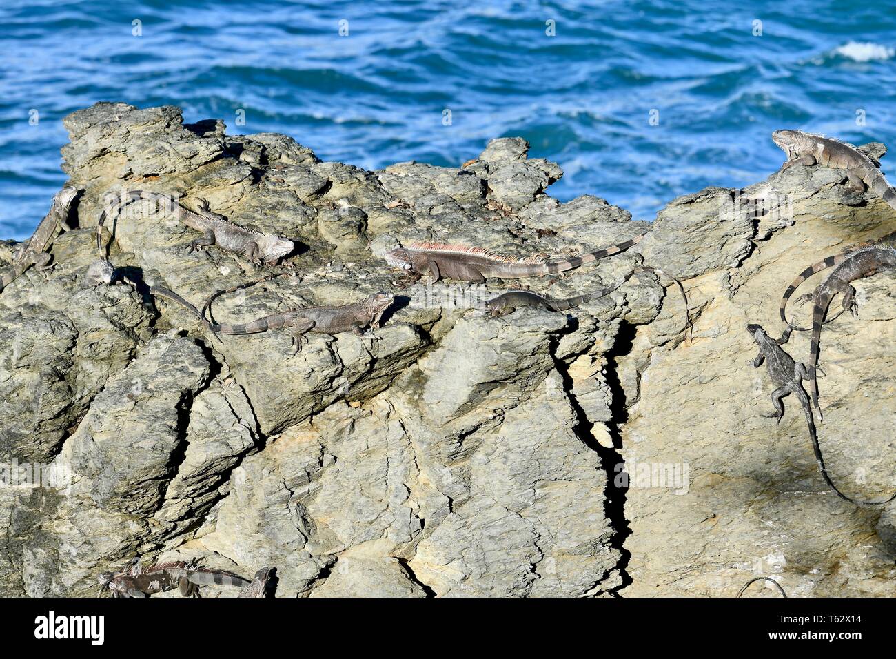 Iguana found on the island of St. Croix, United States Virgin Islands Stock Photo