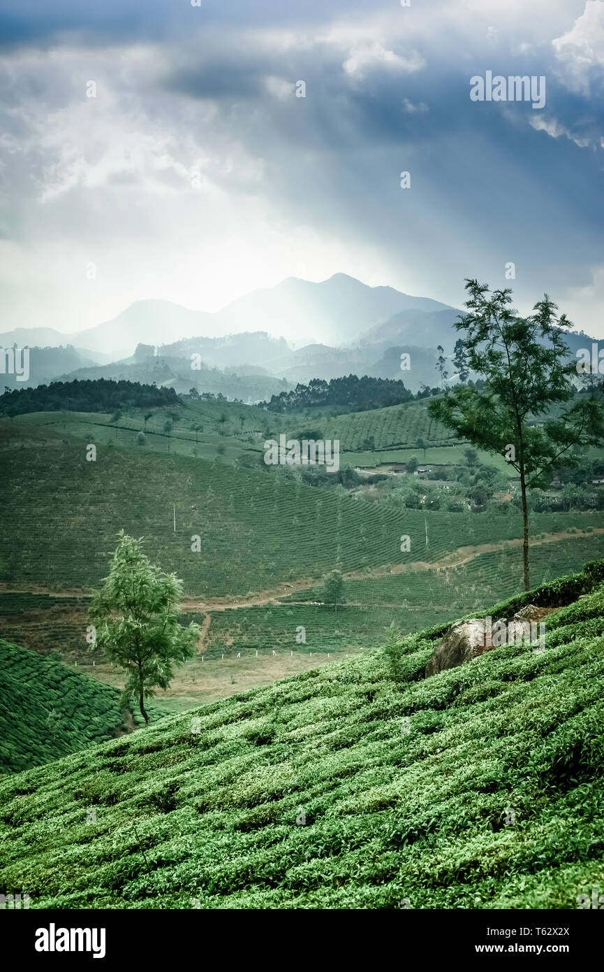 Early morning at highland tea plantations with foggy mountains and