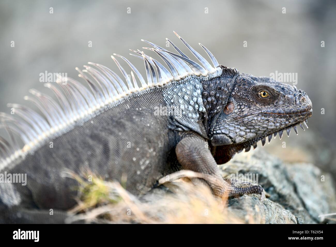 Iguana found on the island of St. Croix, United States Virgin Islands Stock Photo