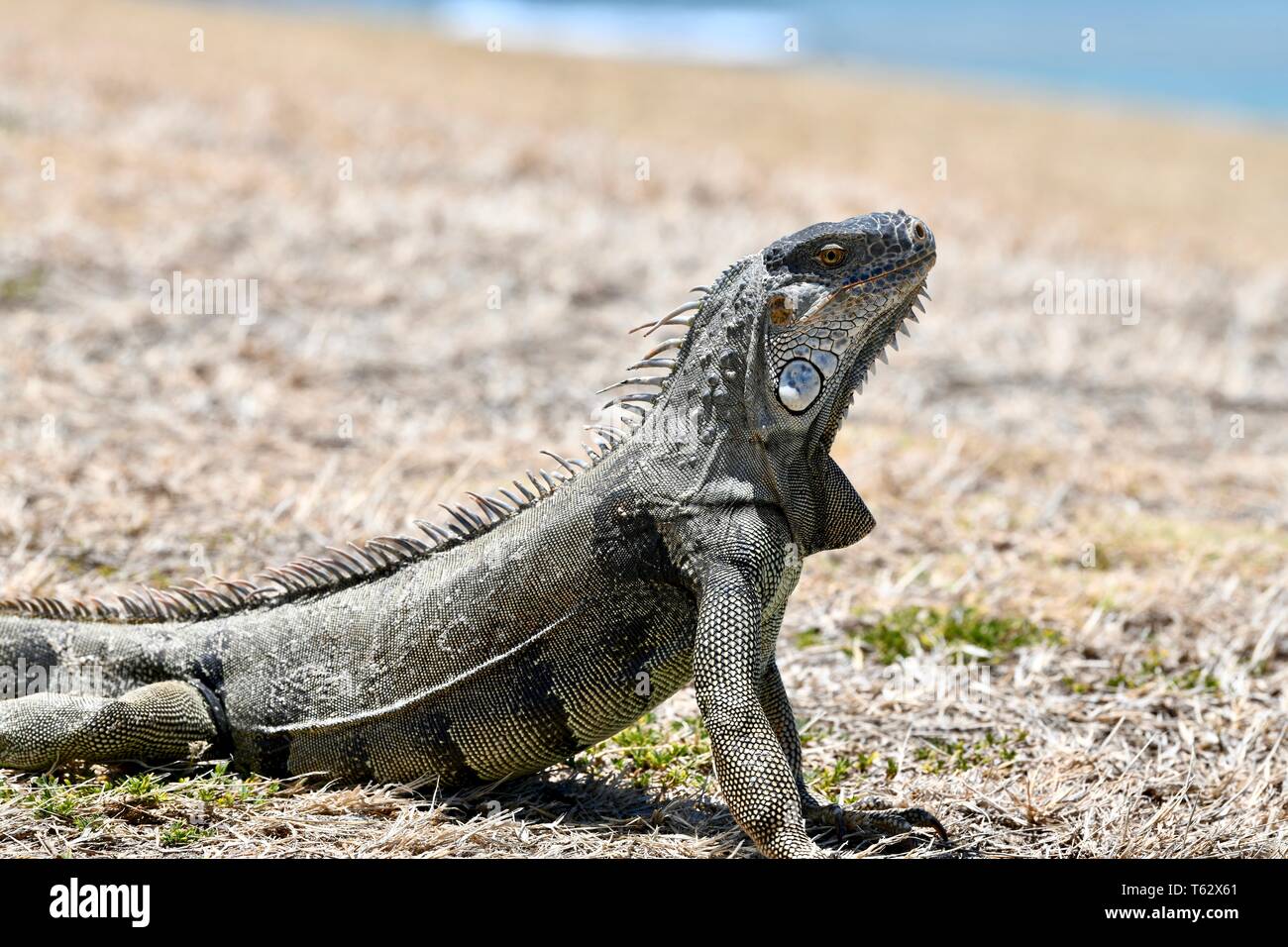 Iguana found on the island of St. Croix, United States Virgin Islands Stock Photo