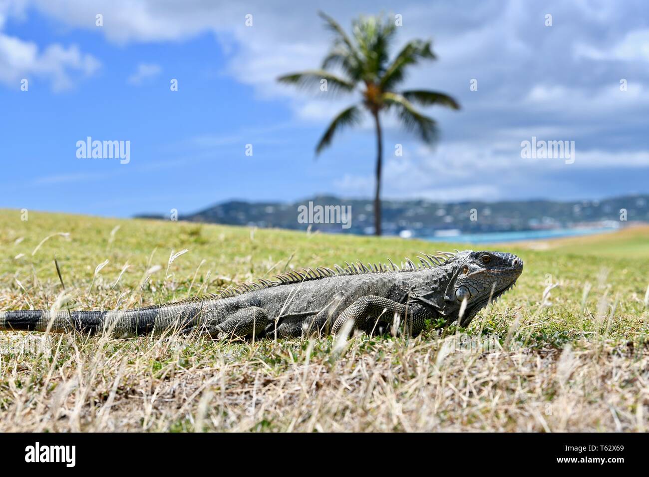 Iguana found on the island of St. Croix, United States Virgin Islands Stock Photo