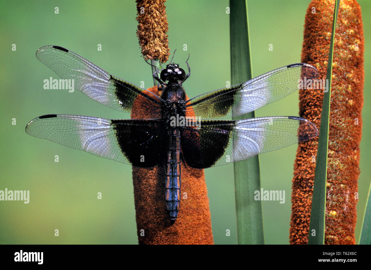 2000s SINGLE DRAGONFLY Odonata Anisoptera PERCHING ON CATTAIL Typha domingensis PLANT  - ki10754 RSS001 HARS REED Stock Photo