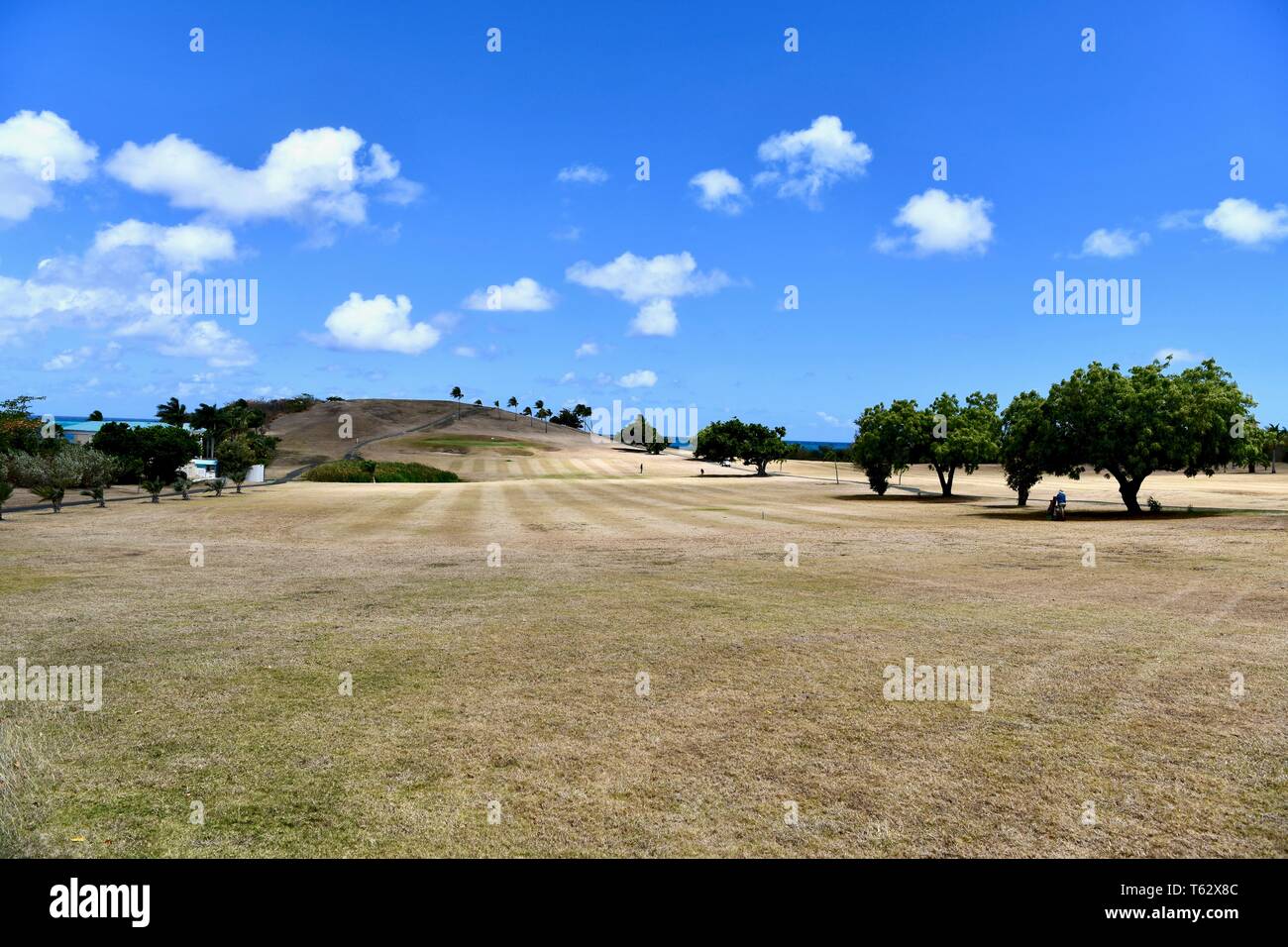 Dried grass on the golf course at the Buccaneer hotel, St. Croix, USVI Stock Photo