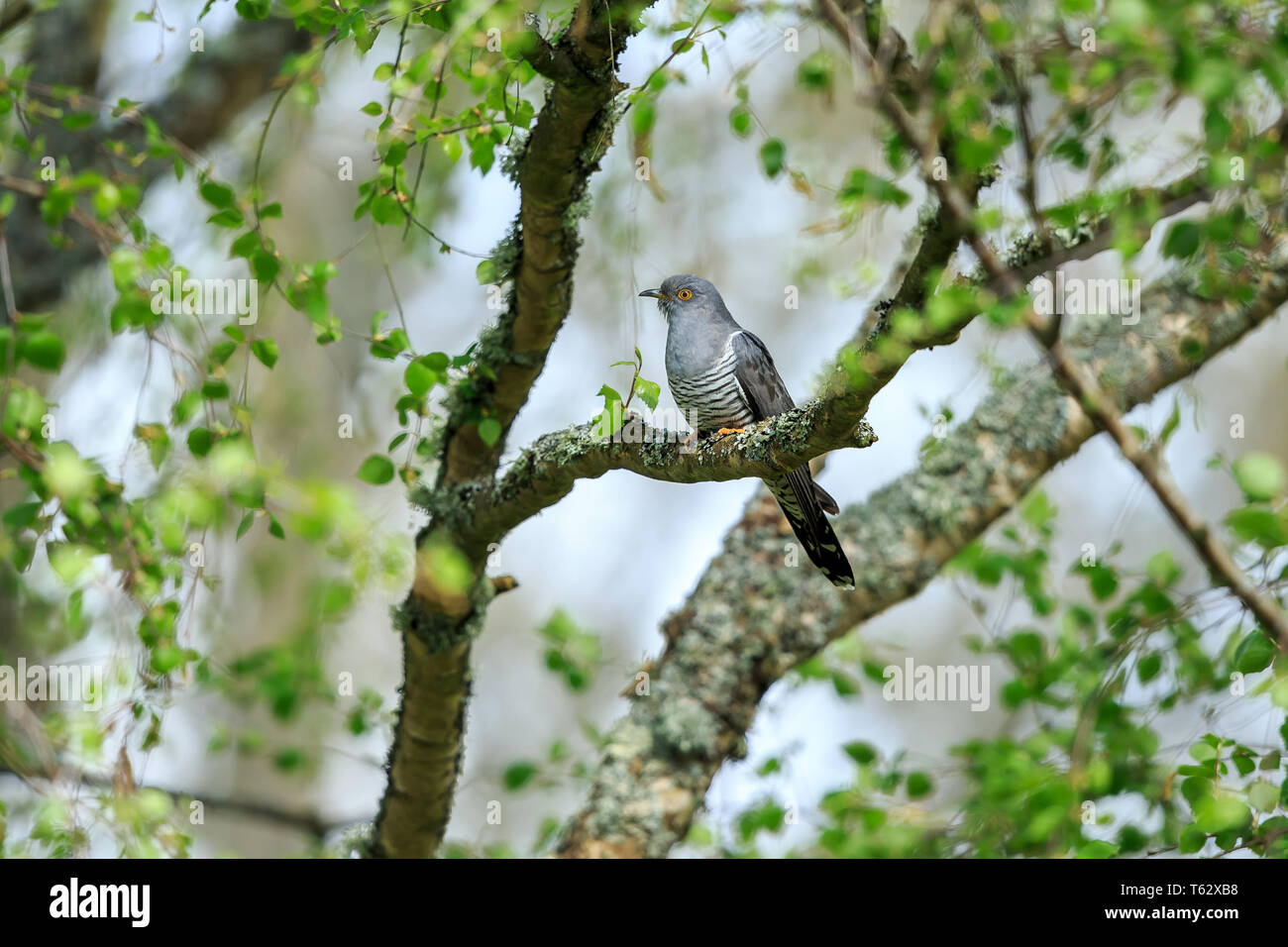 The common cuckoo is a member of the cuckoo order of birds, Cuculiformes, which includes the roadrunners, the anis and the coucals. Stock Photo