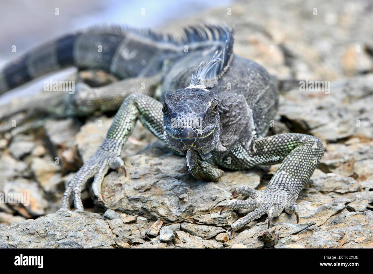 Iguana found on the island of St. Croix, United States Virgin Islands Stock Photo