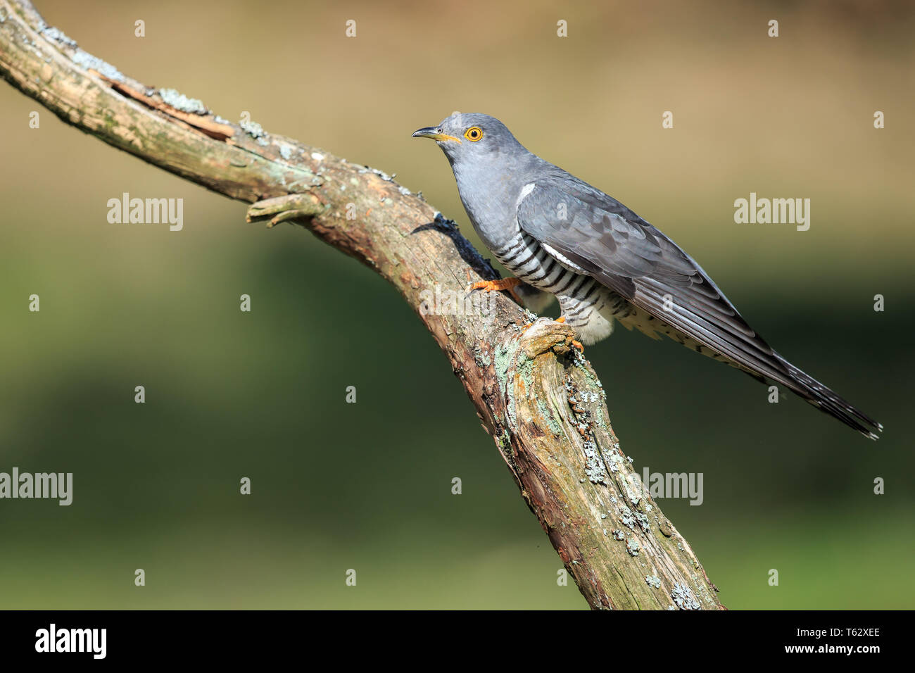 The common cuckoo is a member of the cuckoo order of birds, Cuculiformes, which includes the roadrunners, the anis and the coucals. Stock Photo