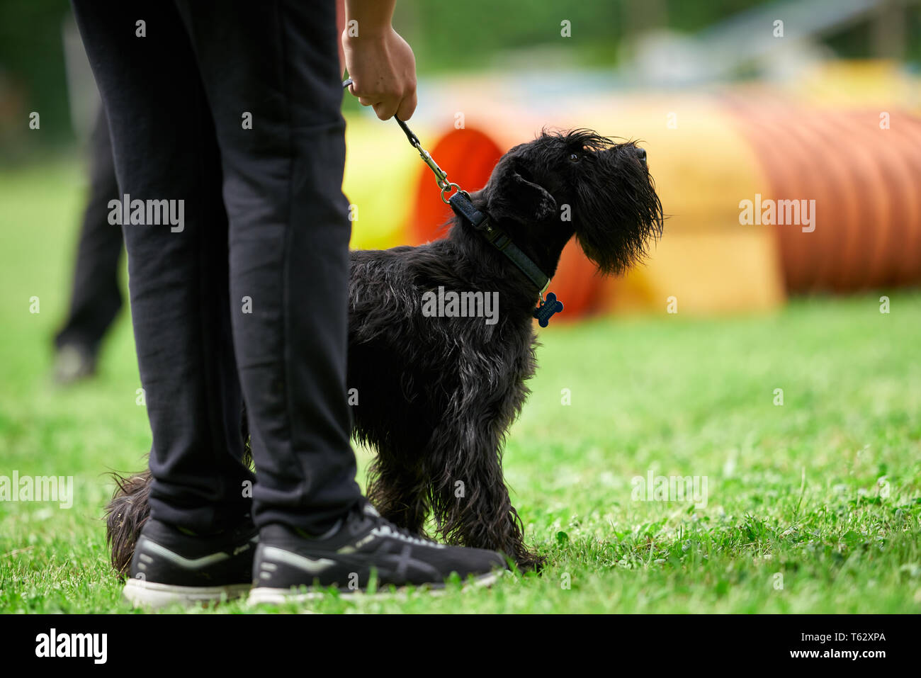 miniature schnauzer agility