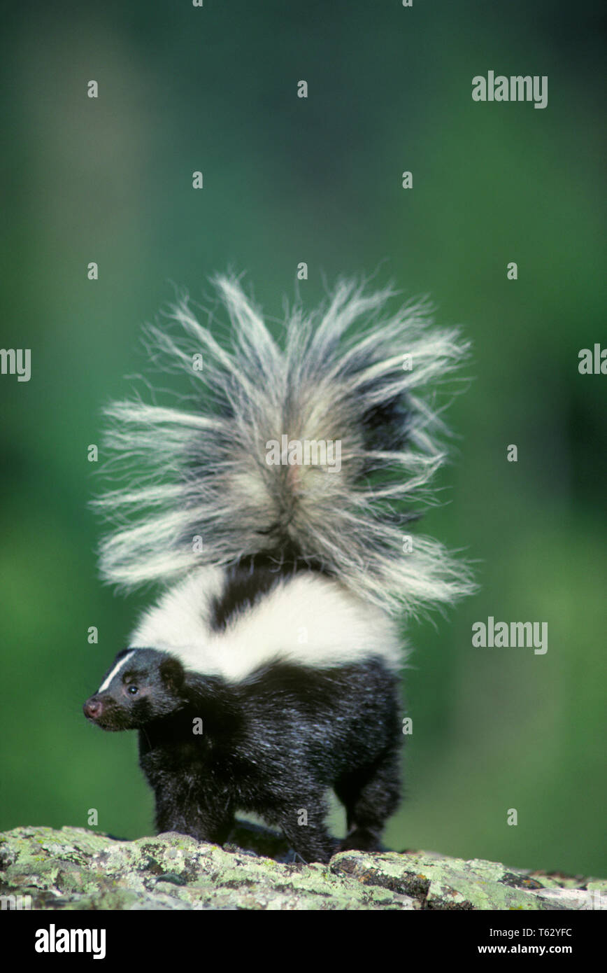 Striped skunk spray hi-res stock photography and images - Alamy