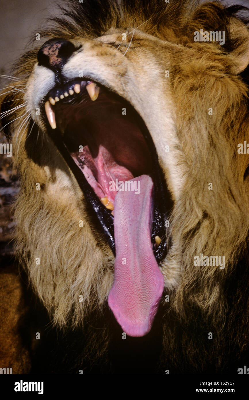 1990s MATURE MALE LION Panthera leo ROARING YAWNING  - kz4665 RSS001 HARS FANGS STRENGTH MANE PANTHERA LEO FELINE POWERFUL FANG VISAGE RISKY OPEN MOUTH HAZARDOUS ROARING CONCEPTUAL LARGE CATS TEXTURES CLOSE-UP TEXTURE YAWN FELINES GAPE PREDATOR ROAR WILD CAT WILD CATS LARGE CAT MAMMAL MAW MOUTHS WILDLIFE AGAPE CASUAL GAPING OLD FASHIONED Stock Photo
