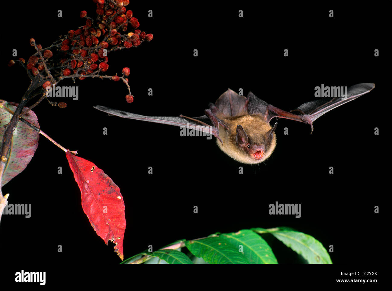 Little brown bat myotis lucifugus hires stock photography and images