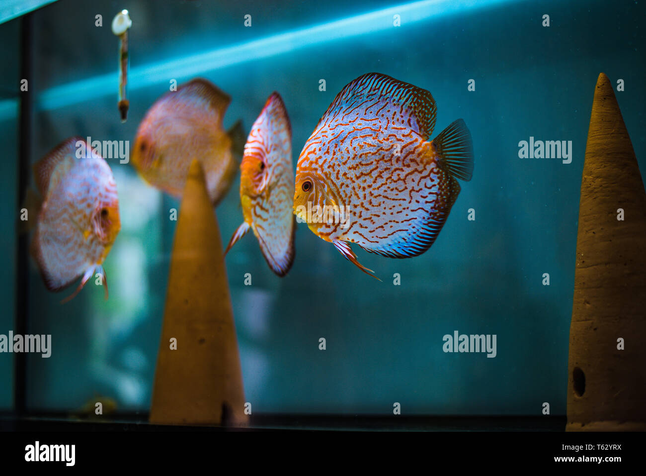 Tropical Pigeon Discus Fish in aquarium Stock Photo