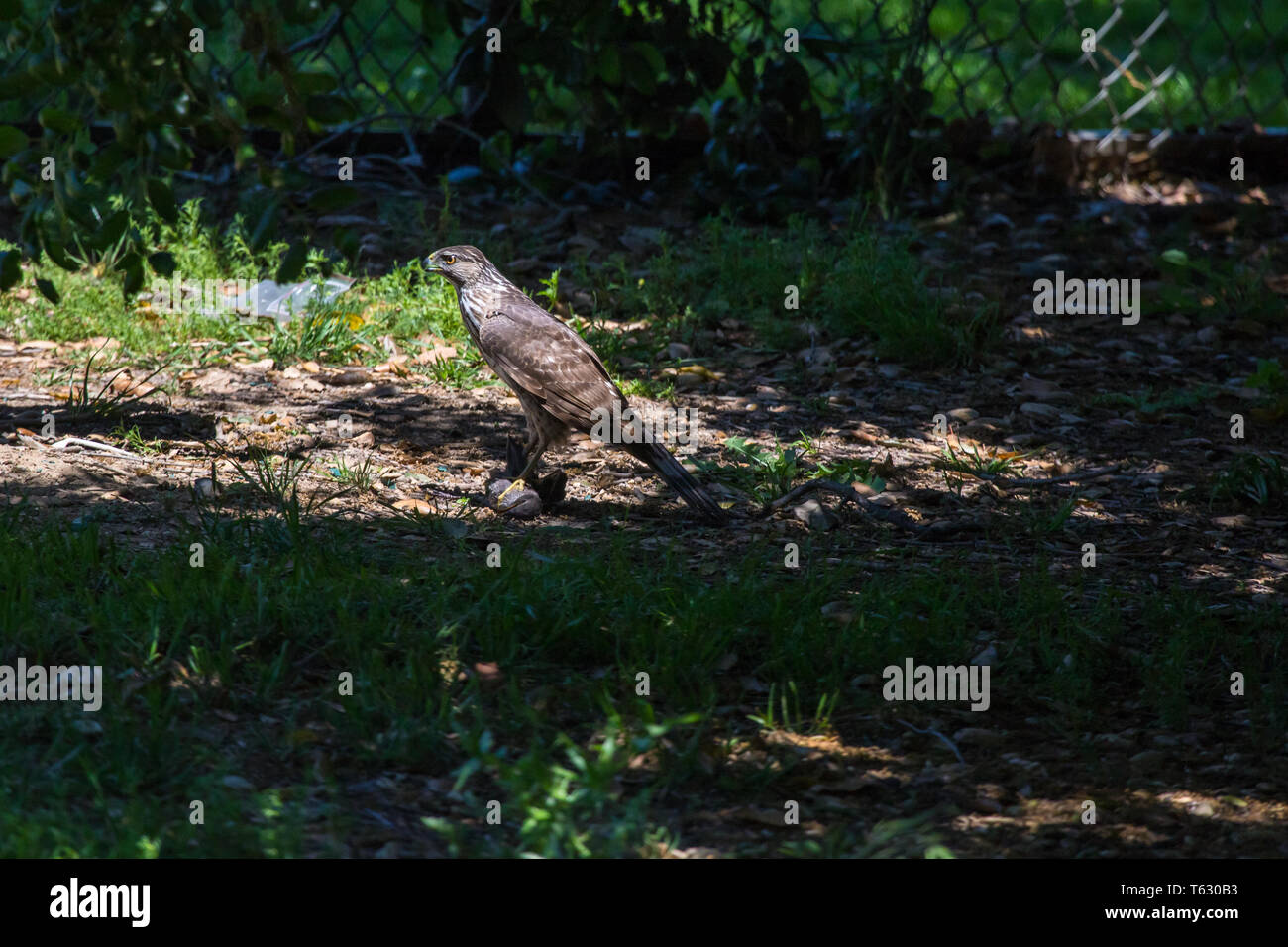 Coopers hawk  Accipiter cooperii with a kill in a wooded area of Orange county, Southern California, USA Stock Photo
