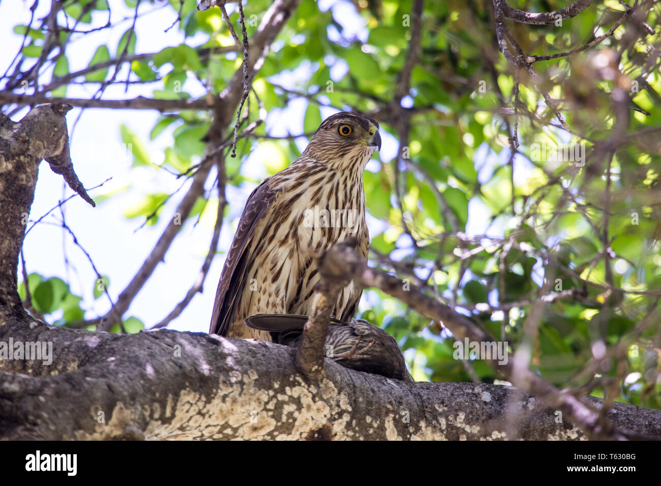 Coopers hawk Accipiter cooperii with a kill in a wooded area of Orange