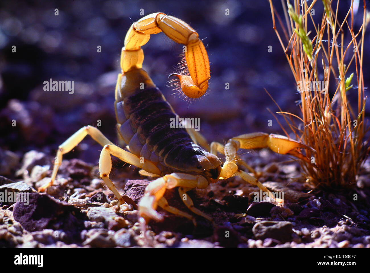 scorpion arizona Stock Photo
