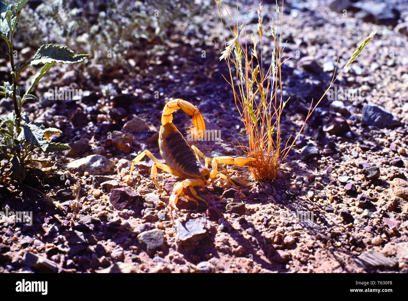 scorpion arizona Stock Photo
