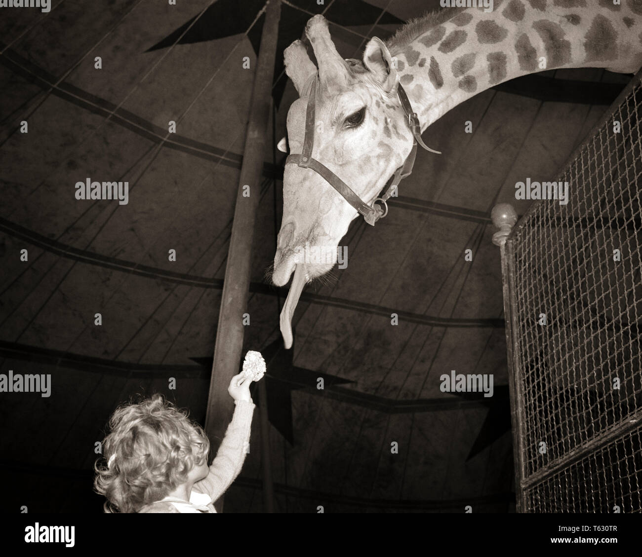 Vintage zoo animals hi-res stock photography and images - Alamy