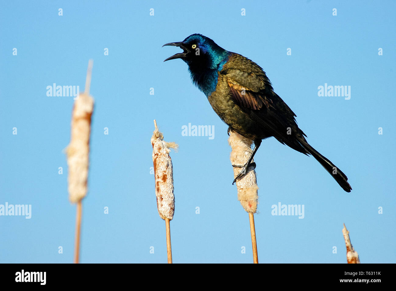 common grackle, Quiscalus quiscula, singing in a cattail in spring, Nova Scotia, Canada Stock Photo