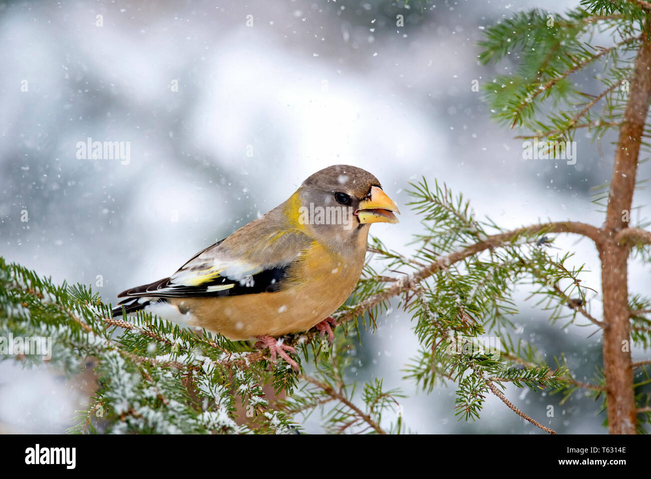 eveneing grosbeak, Coccothraustes vespertinus, songbird in a winter balsam fir with snow, Nova Scotia, Canada Stock Photo