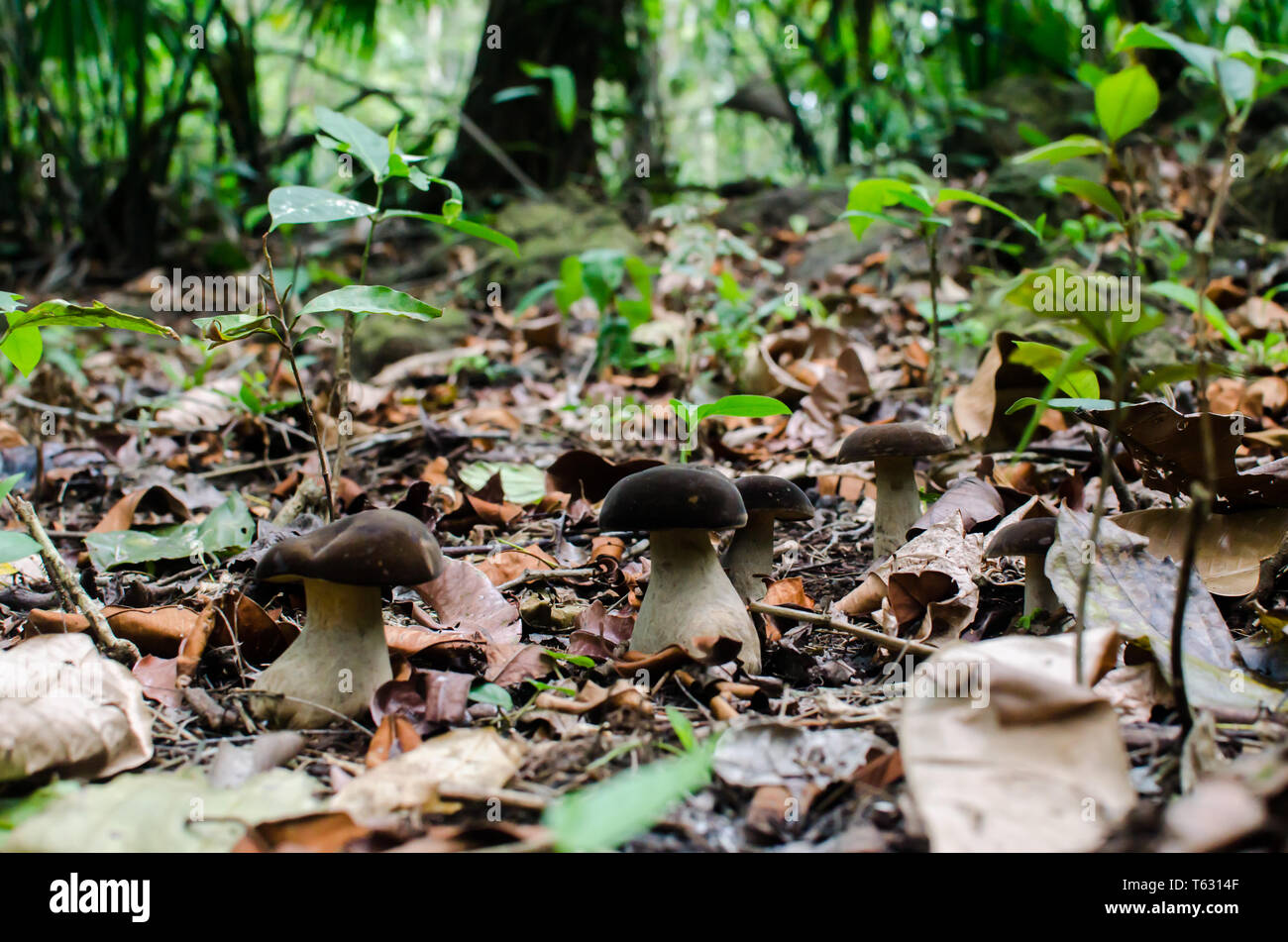 Boletaceae mushrooms in the rainforest floor Stock Photo
