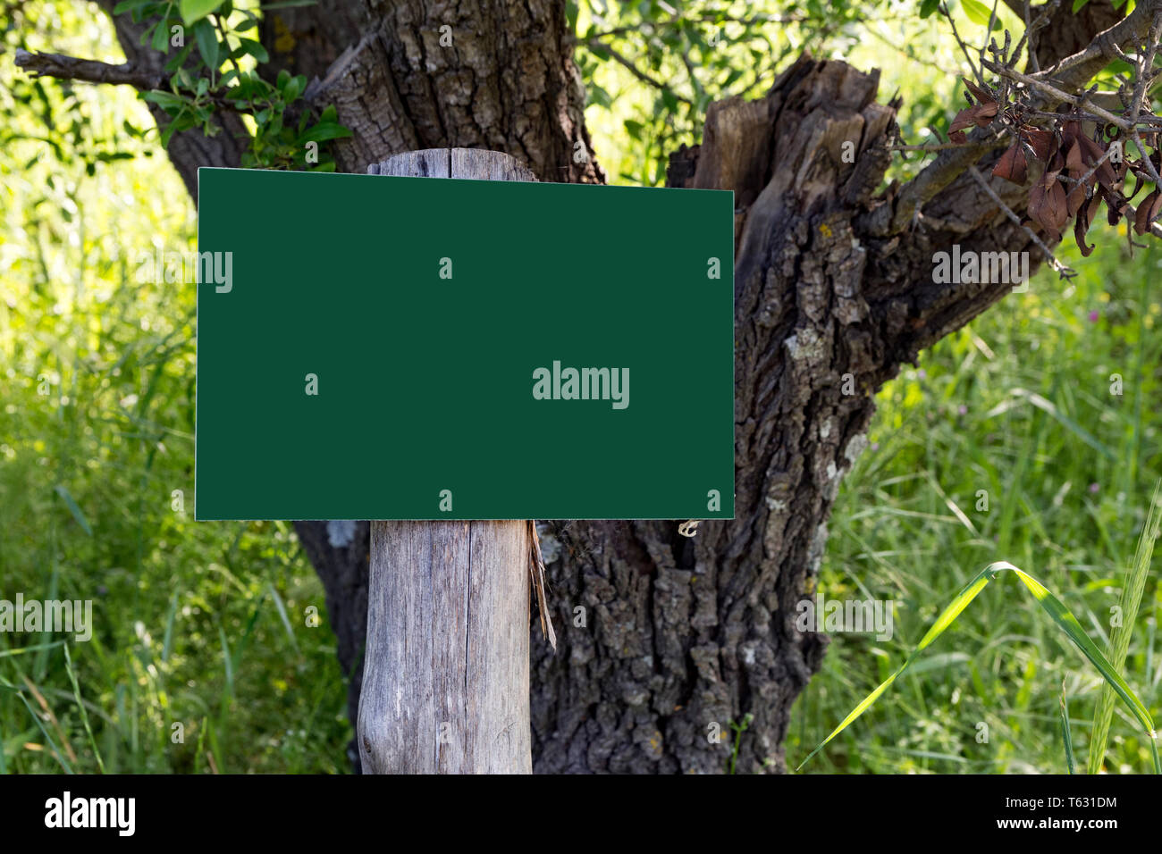 empty wooden billboard in the forest Stock Photo - Alamy