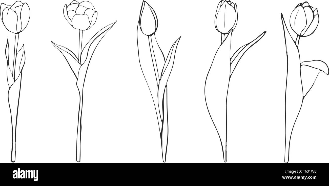 Hand drawn tulips sketch, vector Stock Vector Image & Art Alamy