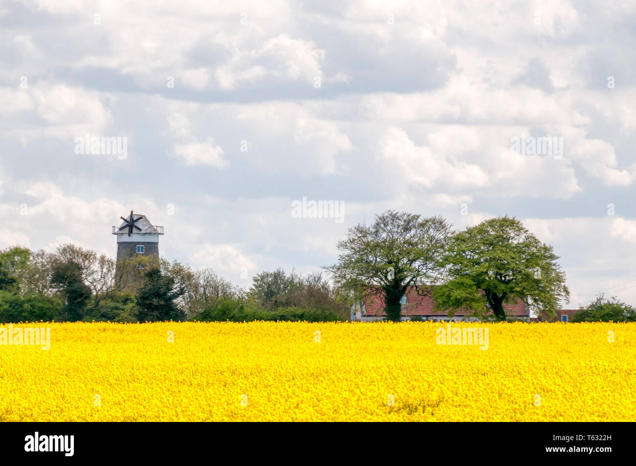 Ringstead tower mill in North Norfolk, seen across a field of oilseed rape. Stock Photo
