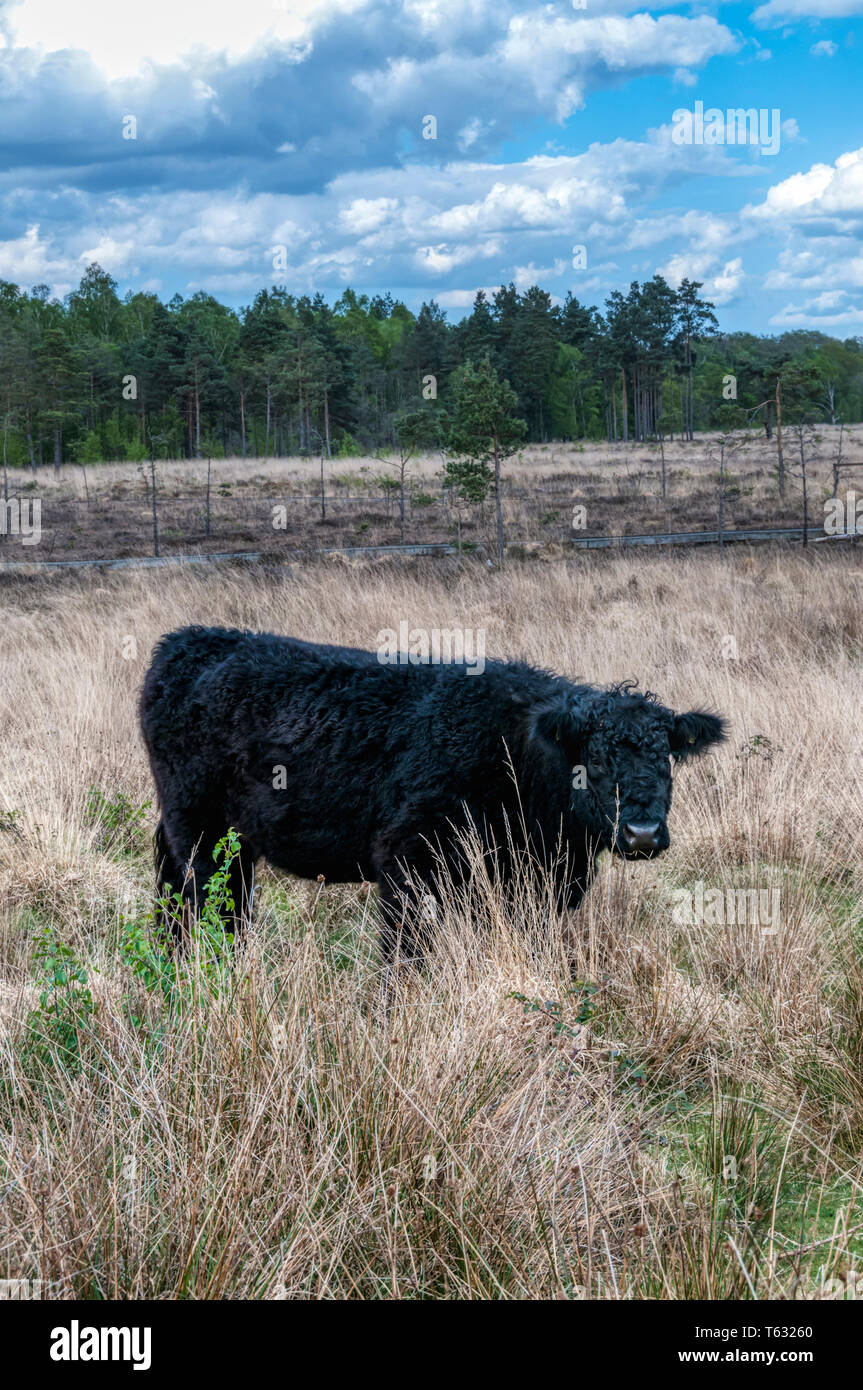 One of the herd of Galloway cattle introduced to Dersingham Bog nature reserve to control the growth of scrub and grasses. Stock Photo