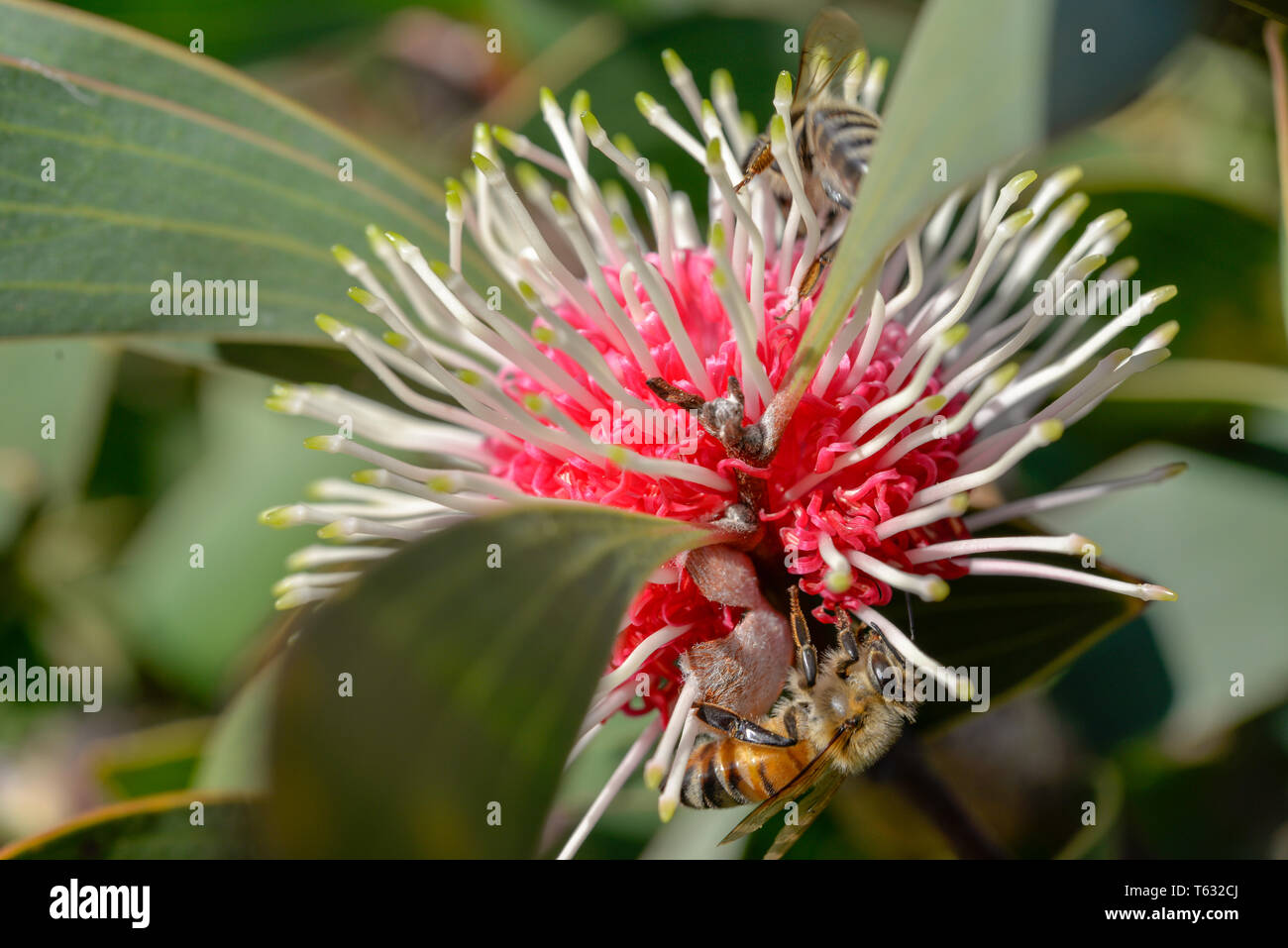 Bees feeding on Australian Native Flowering Gum Tree Stock Photo