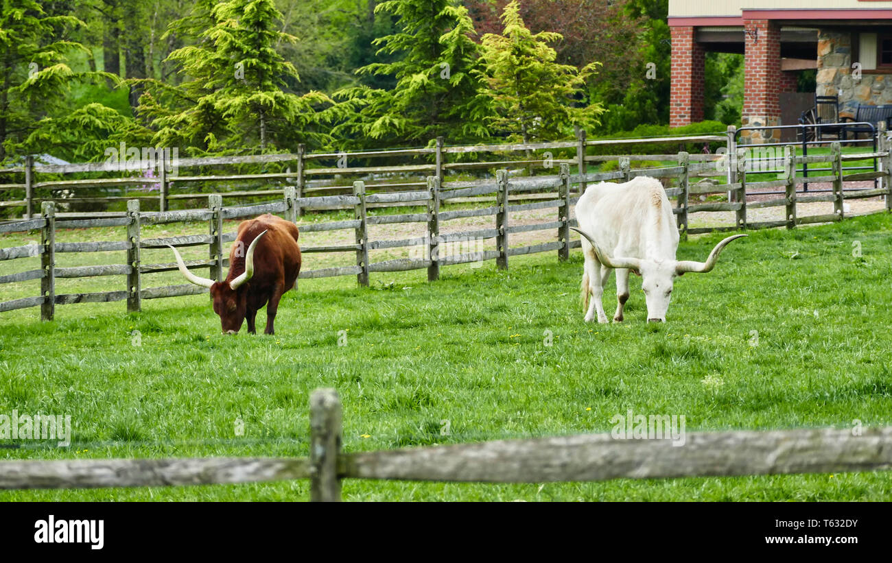 Texas long horns hires stock photography and images Alamy