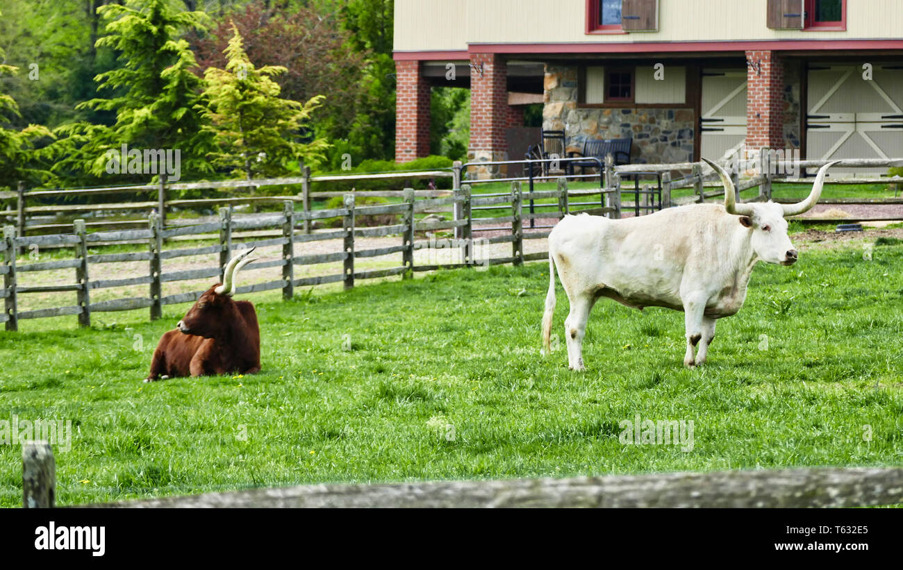 Long Horn Steers Grazing in field Stock Photo