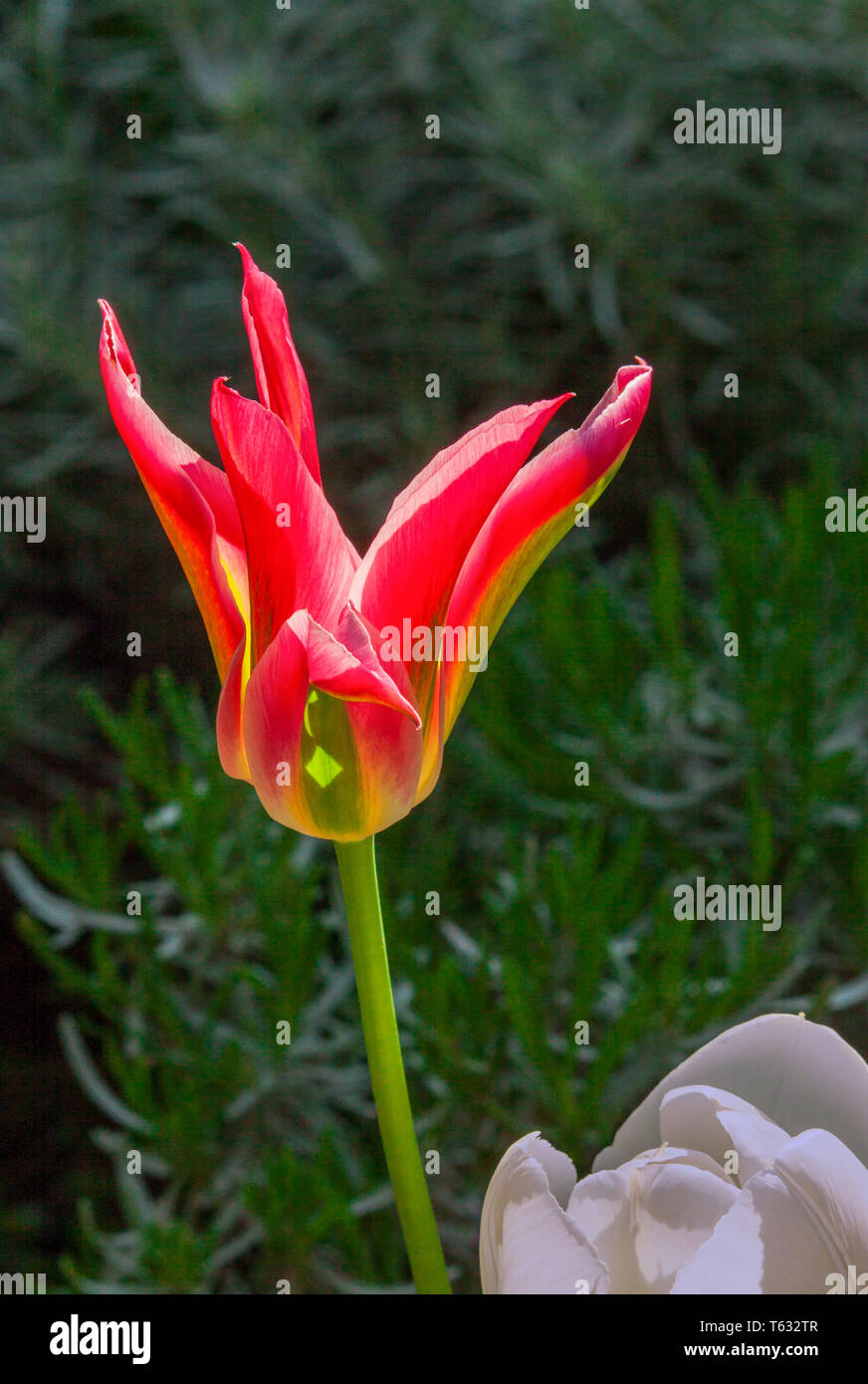 Blooming red tulip with grass and blur bushes in garden. Stock Photo