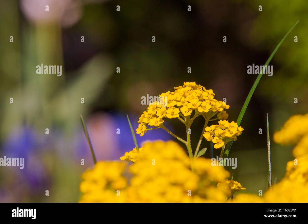 Alyssum saxatile aubrieta hi-res stock photography and images - Alamy