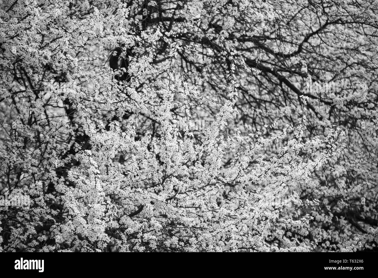 Flowers cherry blossom tree Black and White Stock Photos & Images - Alamy