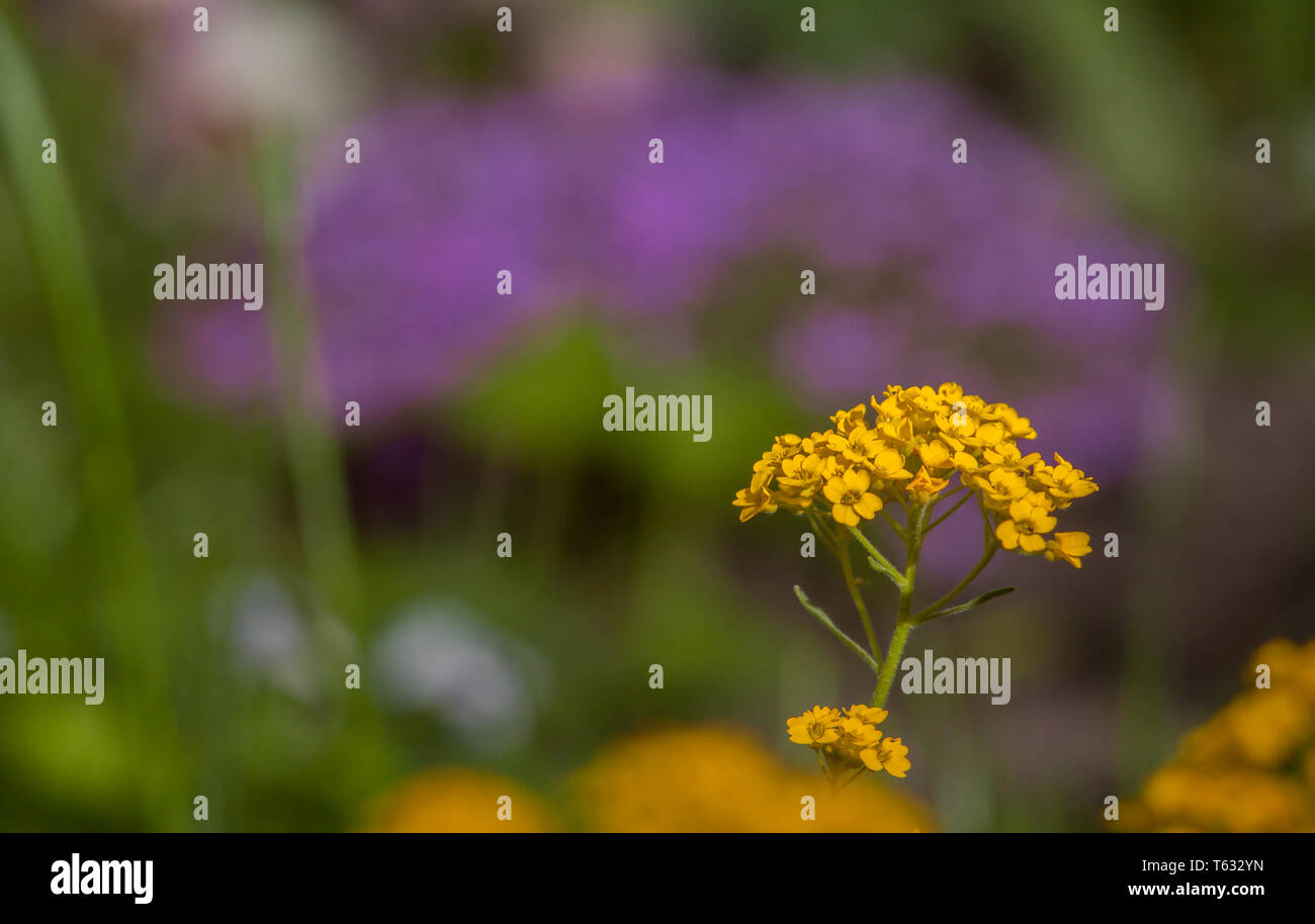 Yellow alyssum hi-res stock photography and images - Alamy