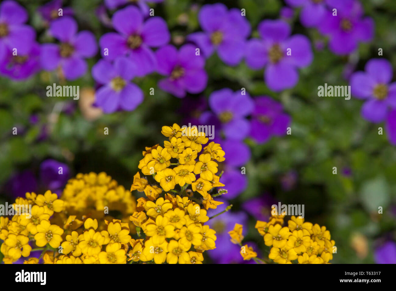 Alyssum saxatile aubrieta hi-res stock photography and images - Alamy