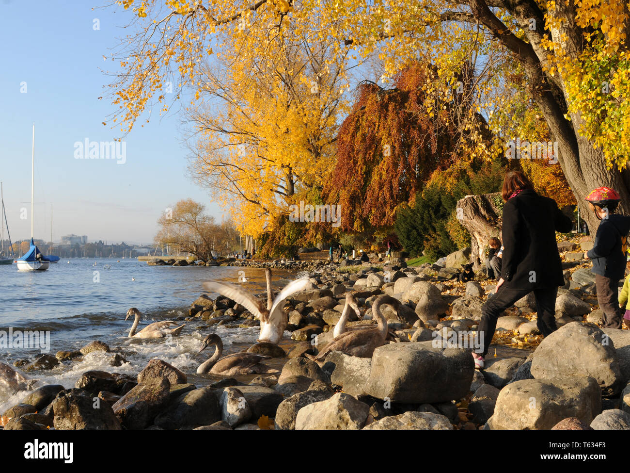 Switzerland: people enjoying autumn colors at Lake Zürich in Seefeld and obeying the swan Stock Photo