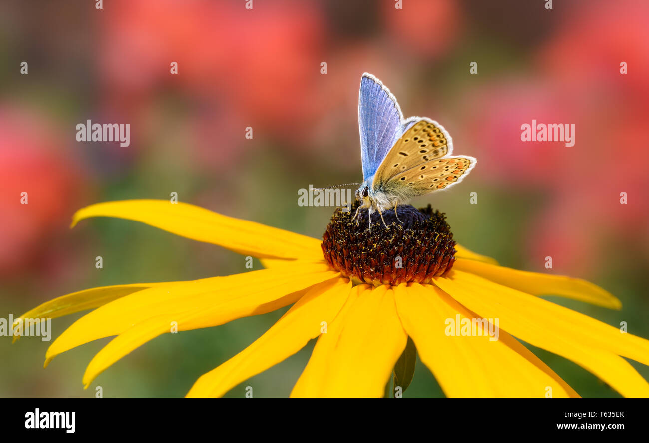Butterfly common blue Polyommatus icarus feeding on nectar from a flowering yellow coneflower in a summery garden, Germany Stock Photo
