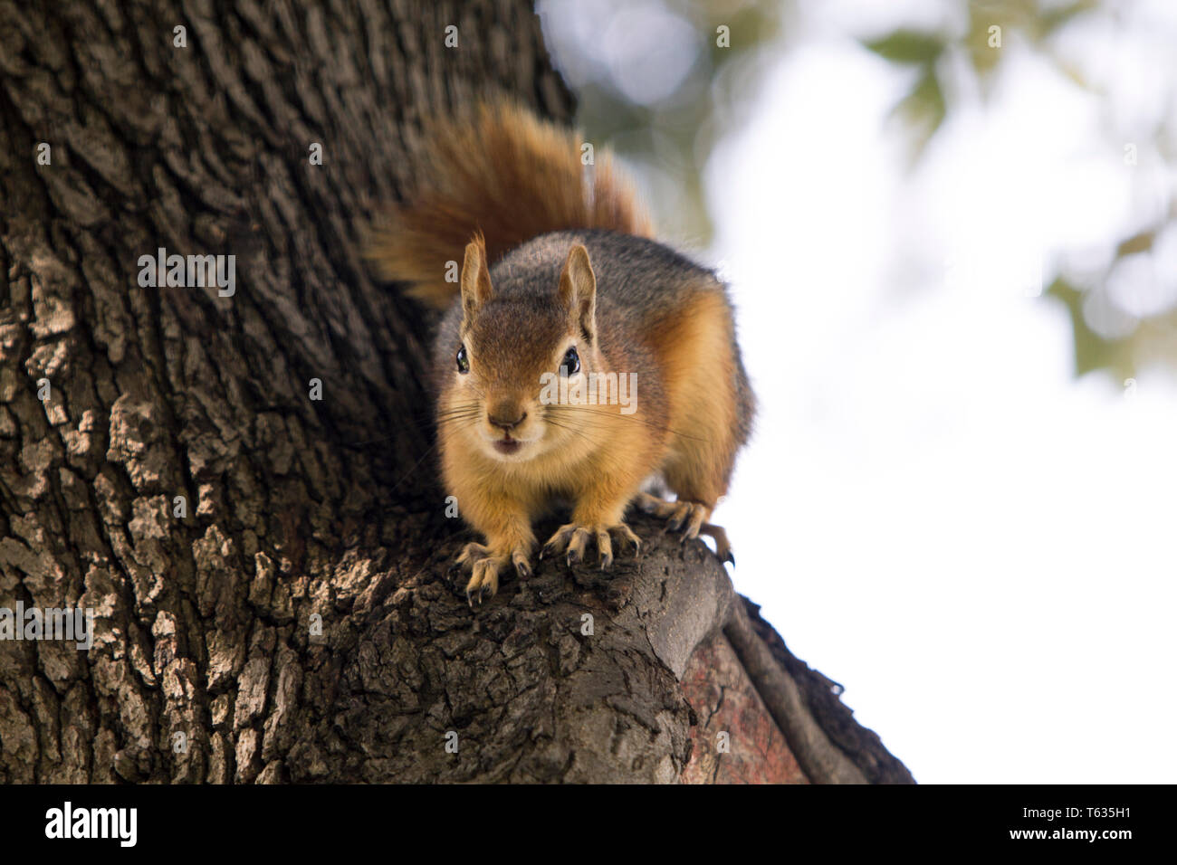 Close up full body portrait of a Sciurus Anomalus, Caucasian squirrel on a tree trunk. Stock Photo